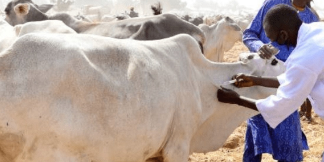 FCTA begins mass vaccination of cattle to curb spread