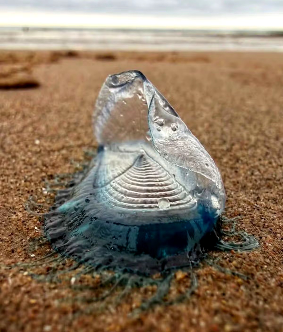 Blue Creatures