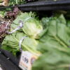 CYCLOSPORIASIS-LETTUCE